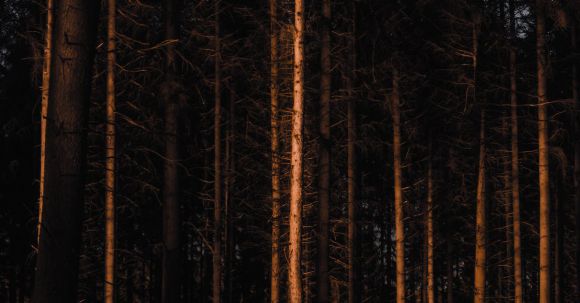 Fairytale Splendor - Leafless coniferous in dark forest