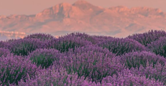 Nature's Beauty - A Lavender Field and Mountains in the Background at Sunset