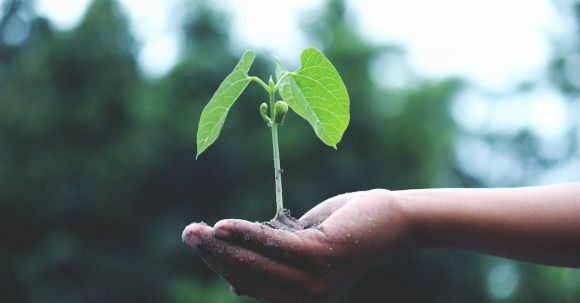 Promote Sustainability - Person Holding A Green Plant
