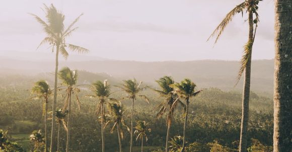 Climate Adaptation - Tall majestic palm trees on green hills