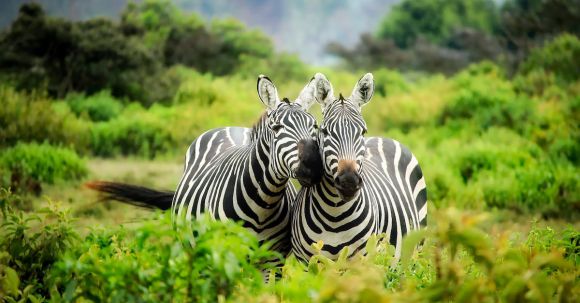 Conservation Areas - Zebras on Zebra
