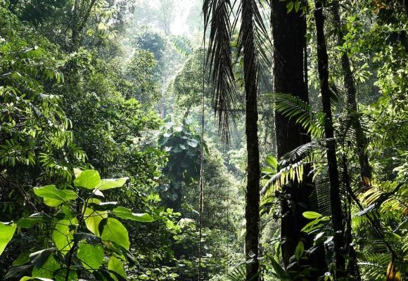 Biodiversity - green banana trees during daytime