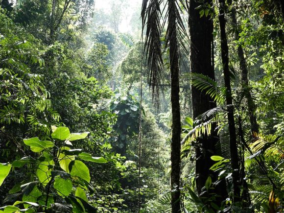 Biodiversity - green banana trees during daytime