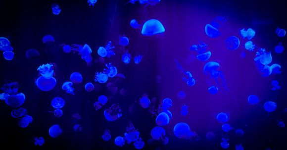 Conservation Triumphs - Jelly Fish With Reflection Of Blue Light