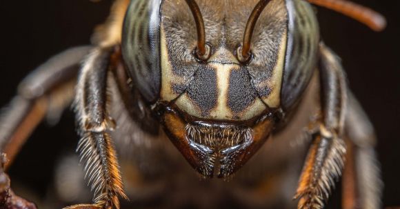 Insect Wonder - Close-up of Wasp