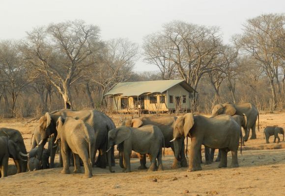 Eco-tourism - group of elephant walking on brown dirt during daytime